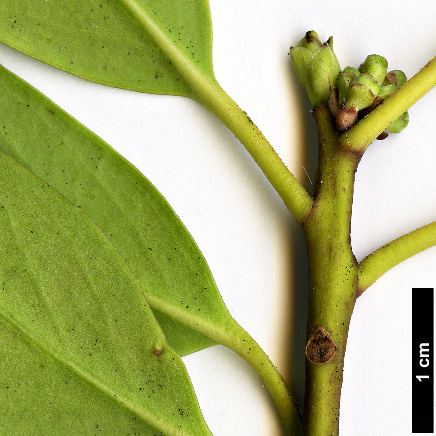 High resolution image: Family: Aquifoliaceae - Genus: Ilex - Taxon: fargesii - SpeciesSub: subsp. fargesii var. brevifolia